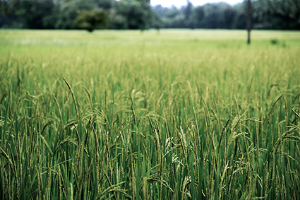 agricultural waste