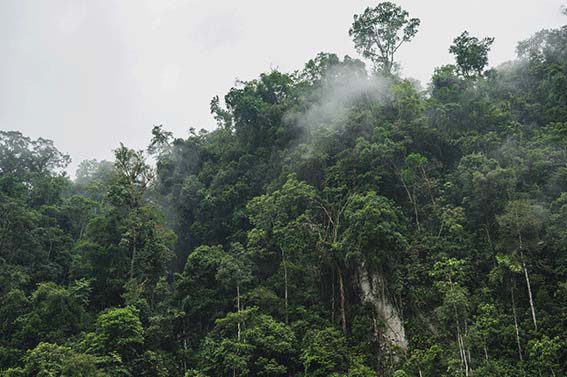 amazon rainforest