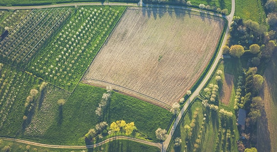 agriculture